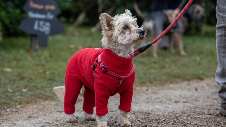 A white terrier dog wearing a red jumper while on a walk outside